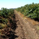 Golan Winery - Rebflächen
