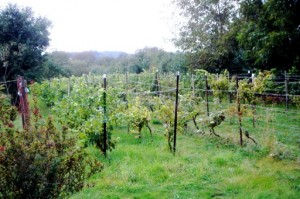 Rebgarten des Weinguts Balzereit/Börner in Könnern