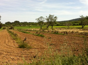 Mallorca Weingarten