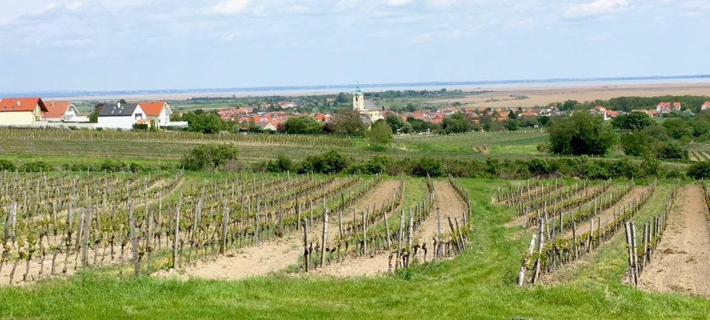 Blaufränkisch: Nichts für Anfänger - Weinbeobachter